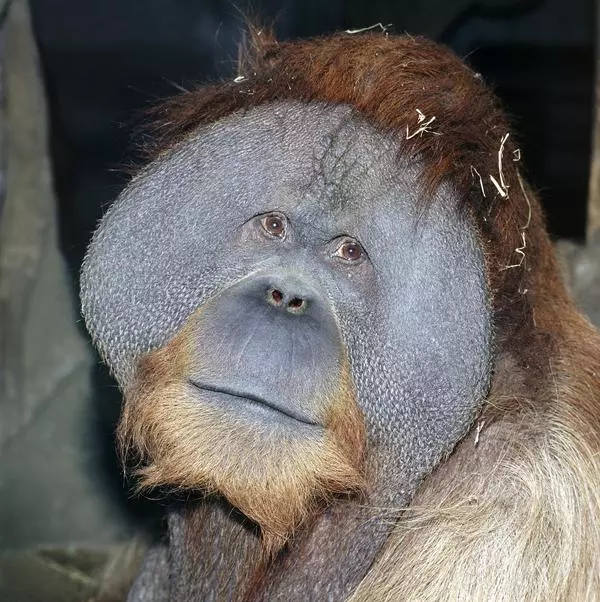 Суматранский орангутан  2006