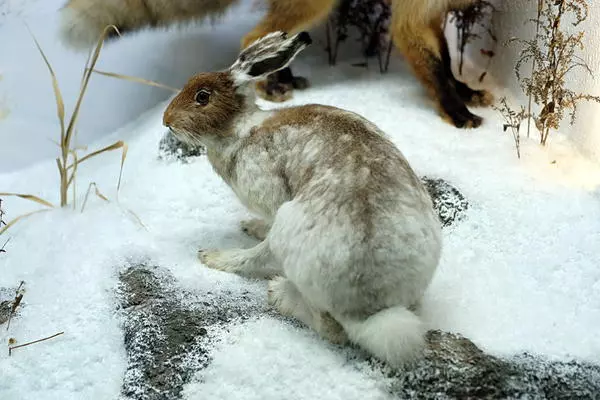 Polar hare 