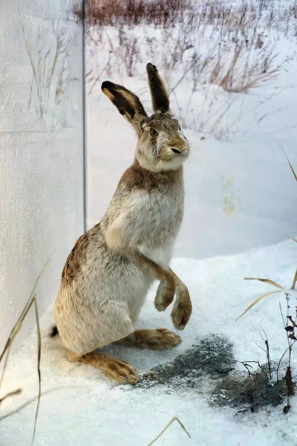 Brown hare