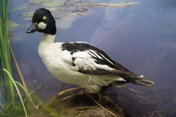 Common Goldeneye