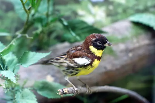 Yellow-breasted bunting