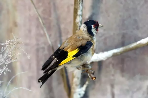 European Goldfinch