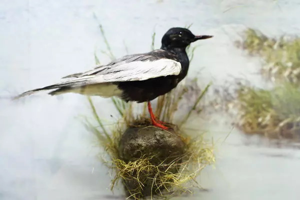 White-winged (black) tern