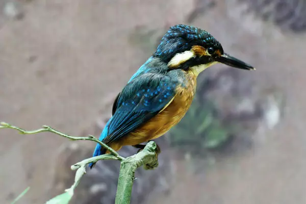 Common Kingfisher