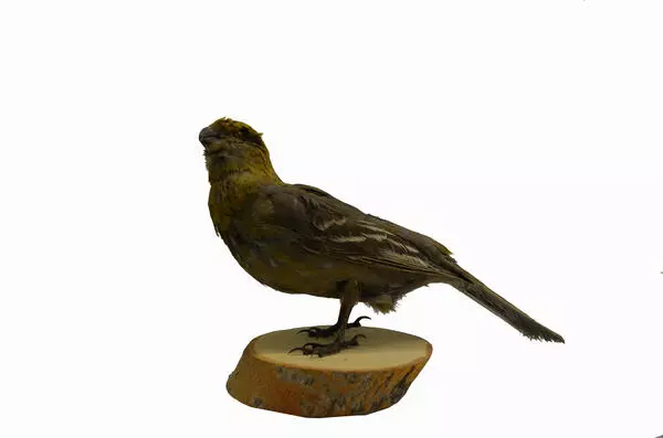 Клёст