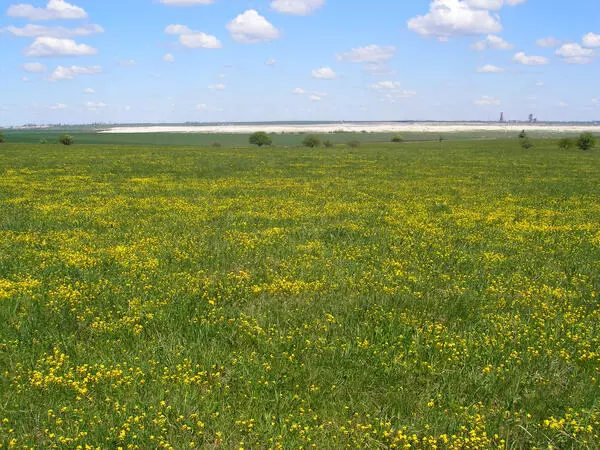 Аспект крупки в степи