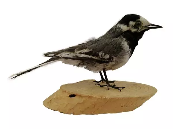 Белая трясогузка (Motacilla alba)