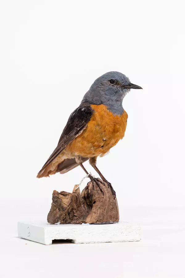 Common rock thrush