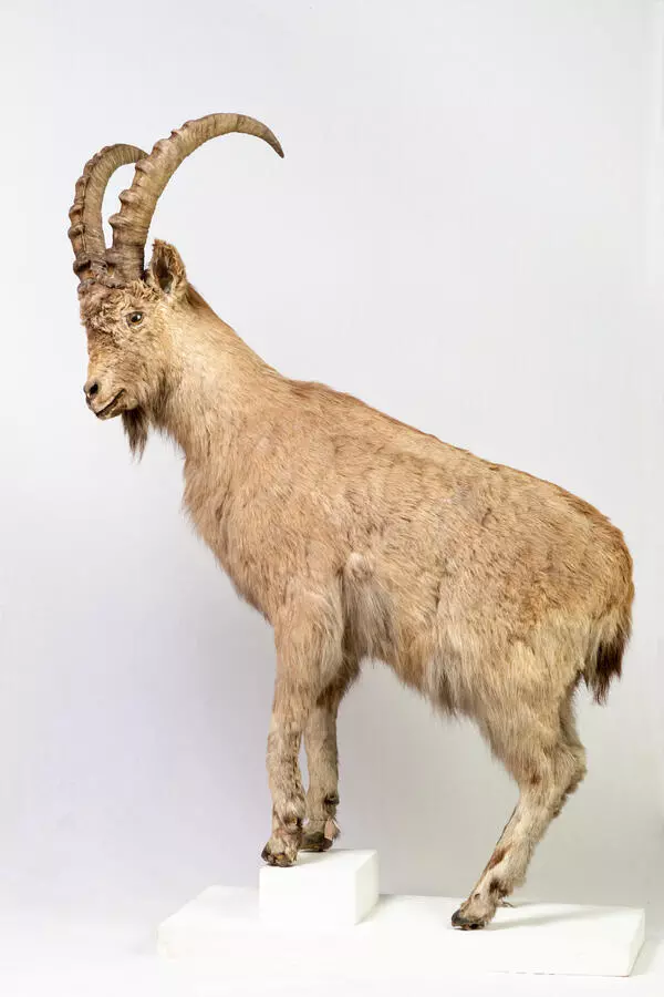 Siberian ibex