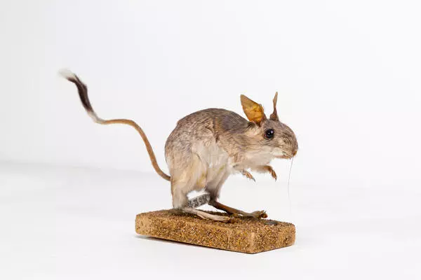 Siberian jerboa