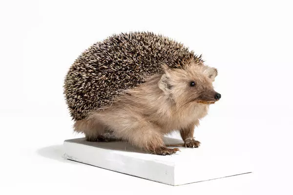 Daurian hedgehog