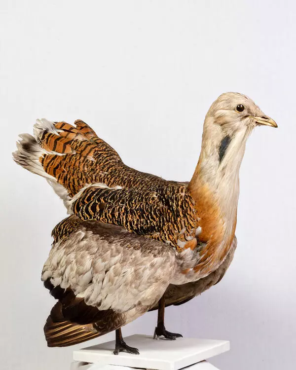 Bustard