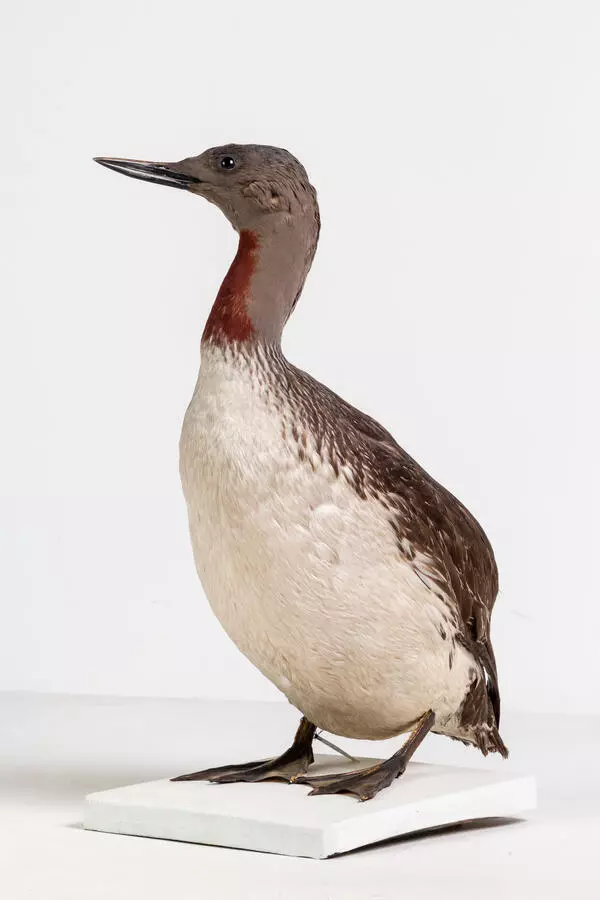 Red-throated loon