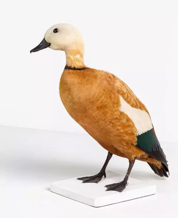 Ruddy shelduck