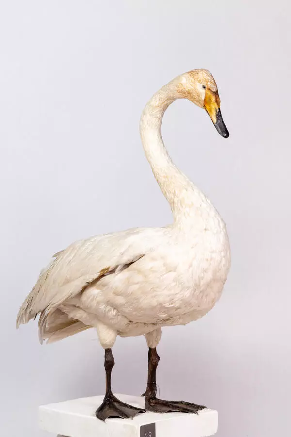 Whooper swan