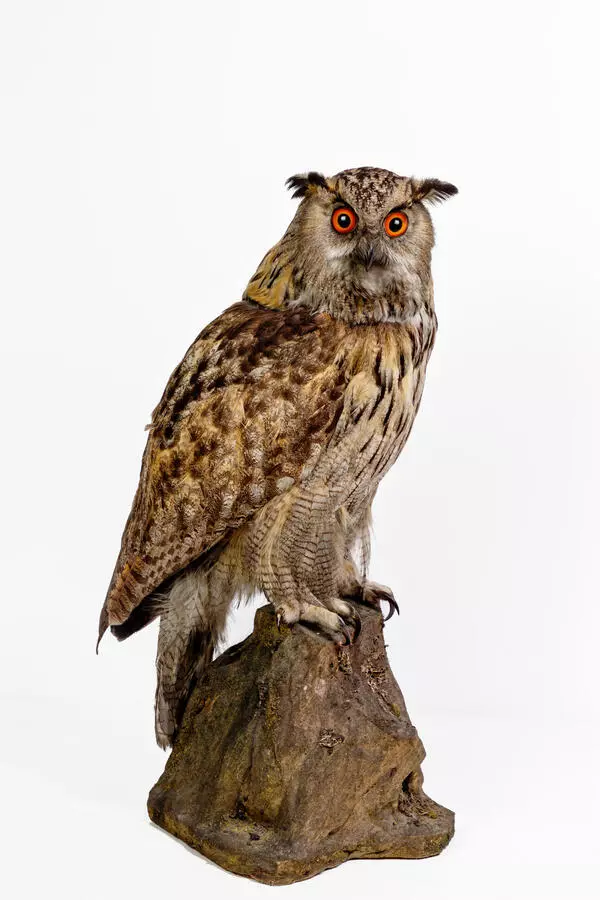 Eagle owl