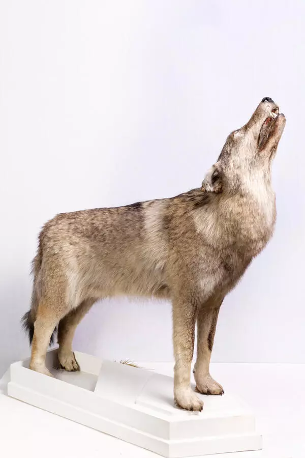 Wolf