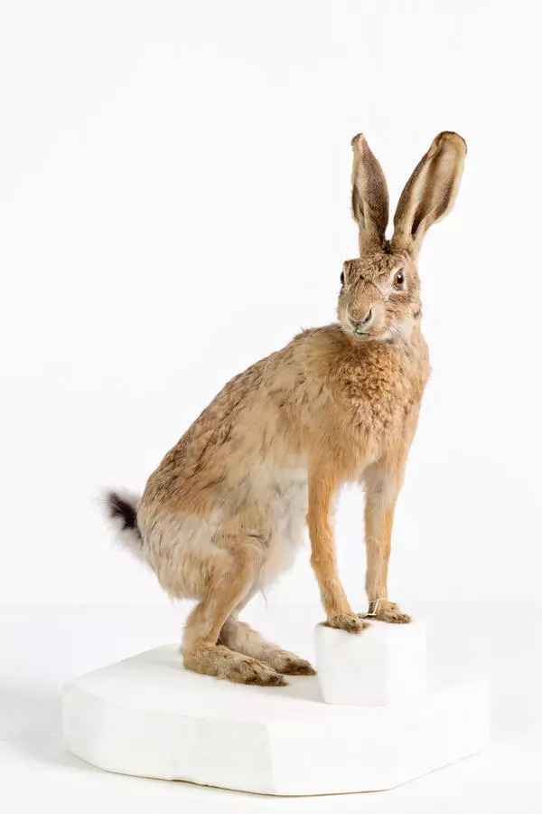 Tolai hare