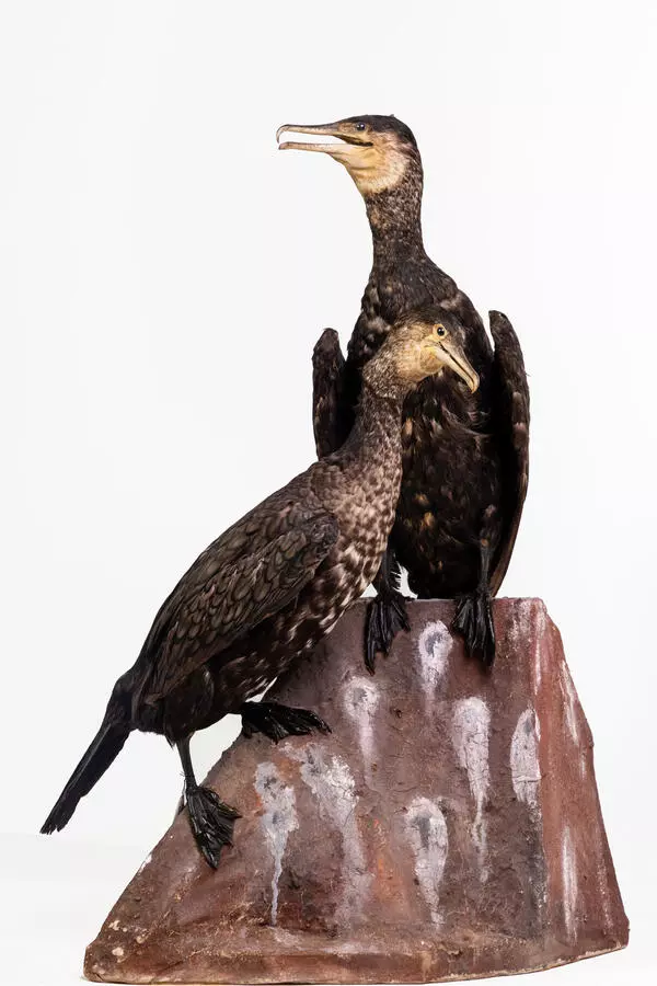 Common cormorant