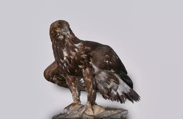 Golden Eagle