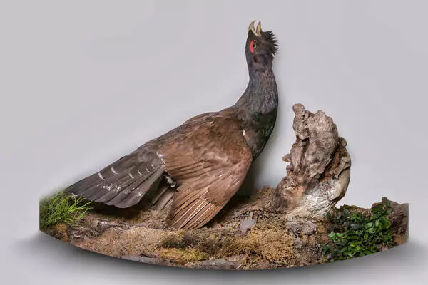 Courting wood grouse