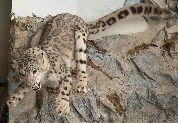 Snow Leopard