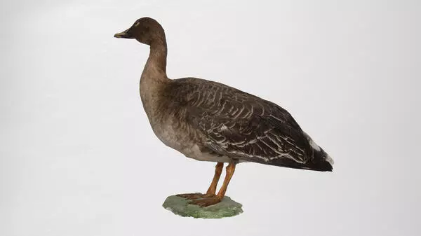 Bean goose