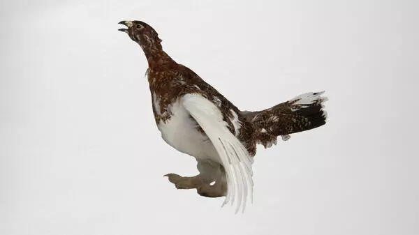 Ptarmigan