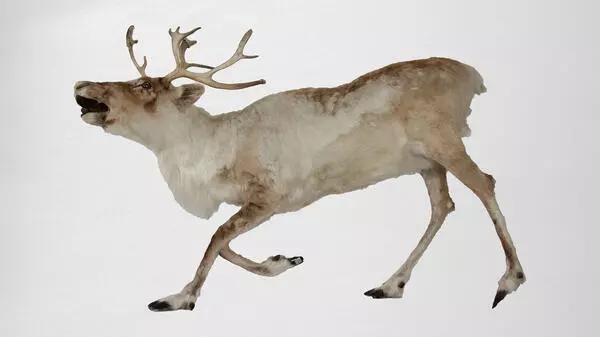 Reindeer