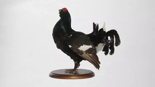 Black grouse