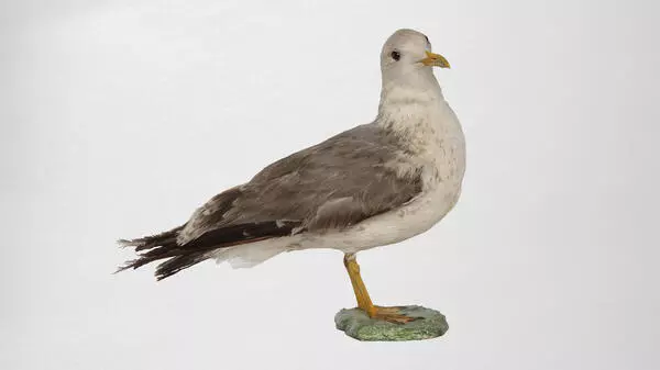 Common gull