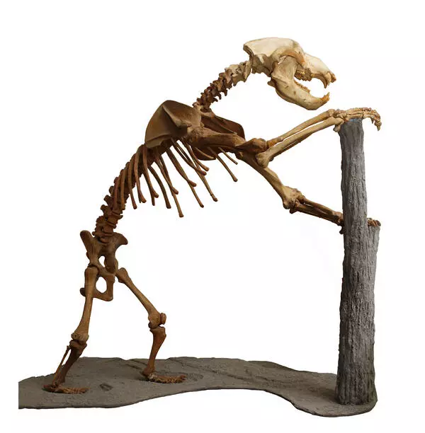 Скелет пещерного медведя