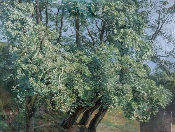 Оливковые деревья у фонтана Ариччи