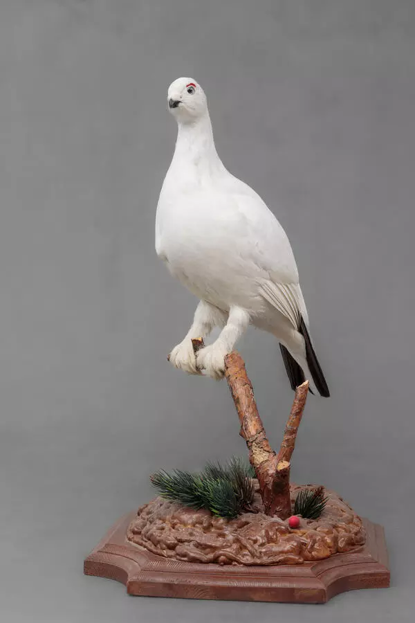 Willow ptarmigan