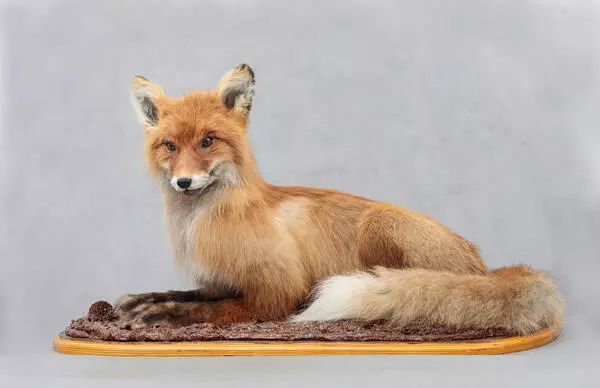 Red fox