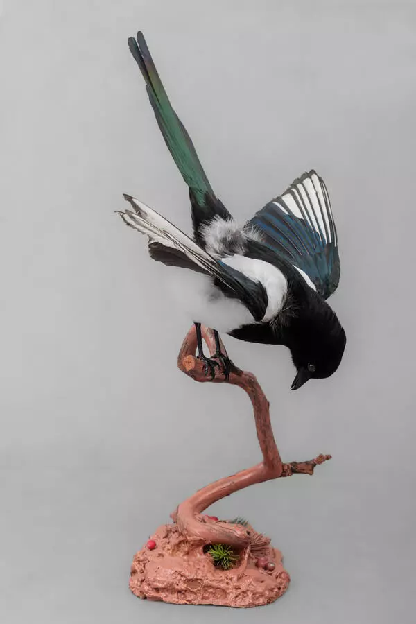 Eurasian magpie