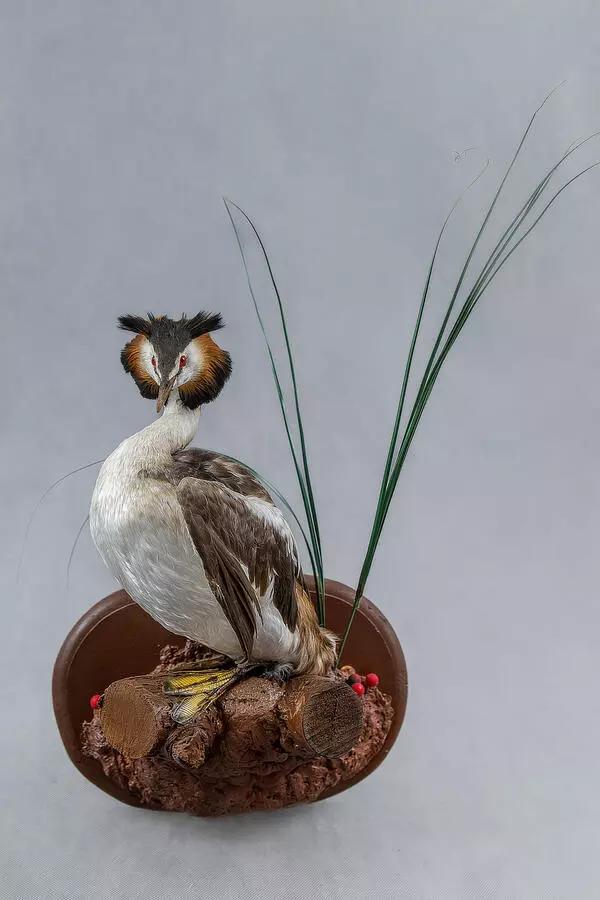 Great crested grebe