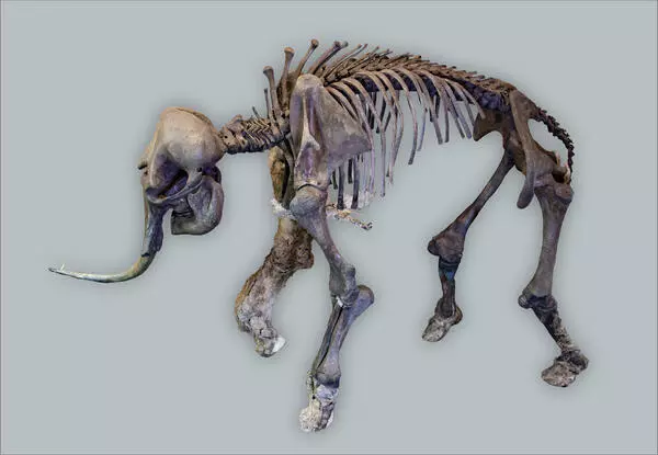 Mammoth skeleton