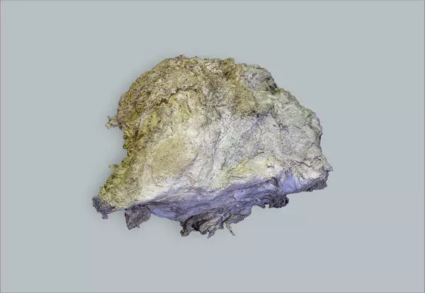 Fragment of a mammoth fat hump