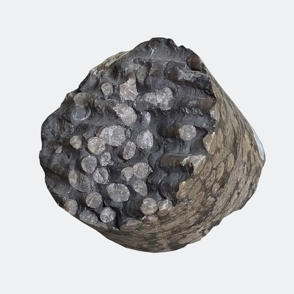 Core sample of a coral colony