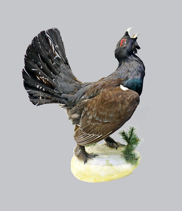 Глухарь