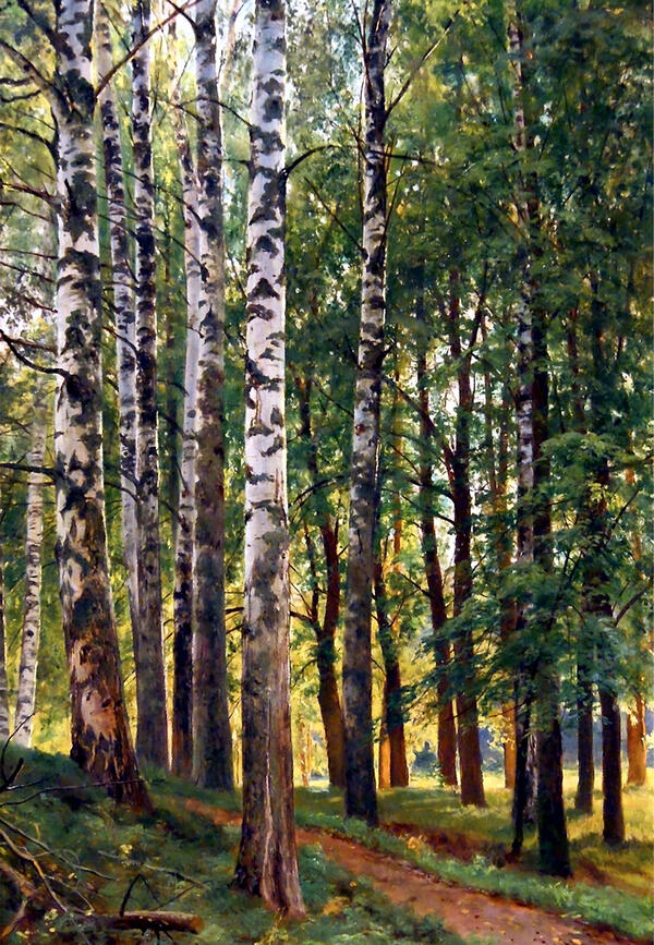 Birch Tree Forest