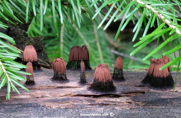 Стемонитис великолепный (Stemonitis splendens)