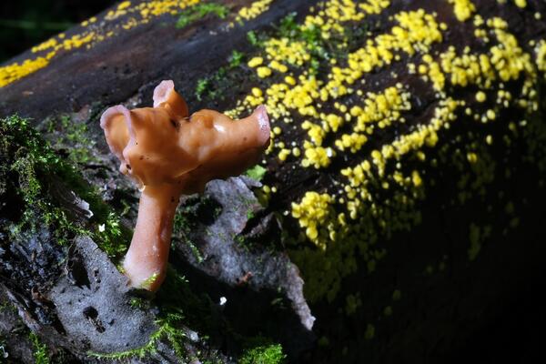 Строчок осенний (Gyromitra infula)