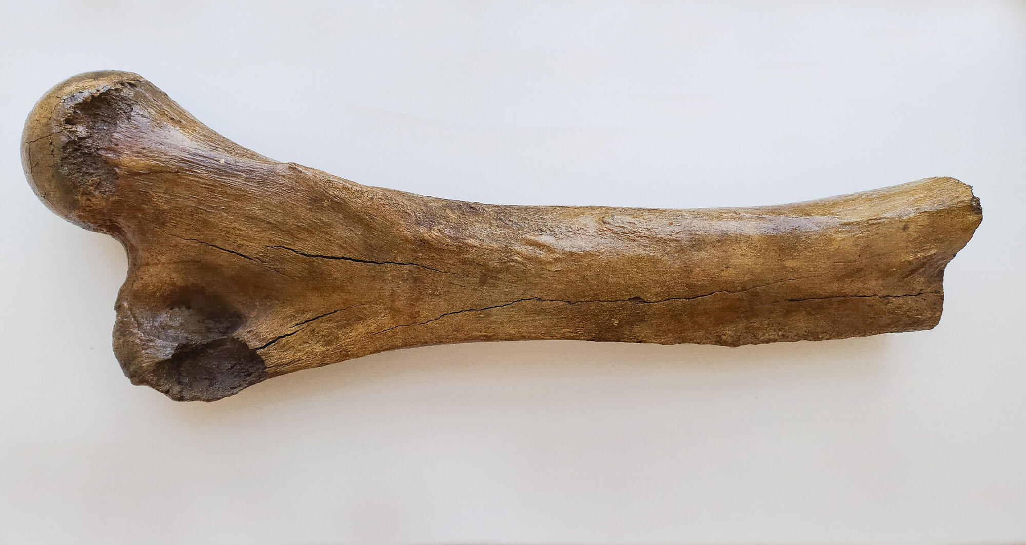 Экспонат кости мамонта