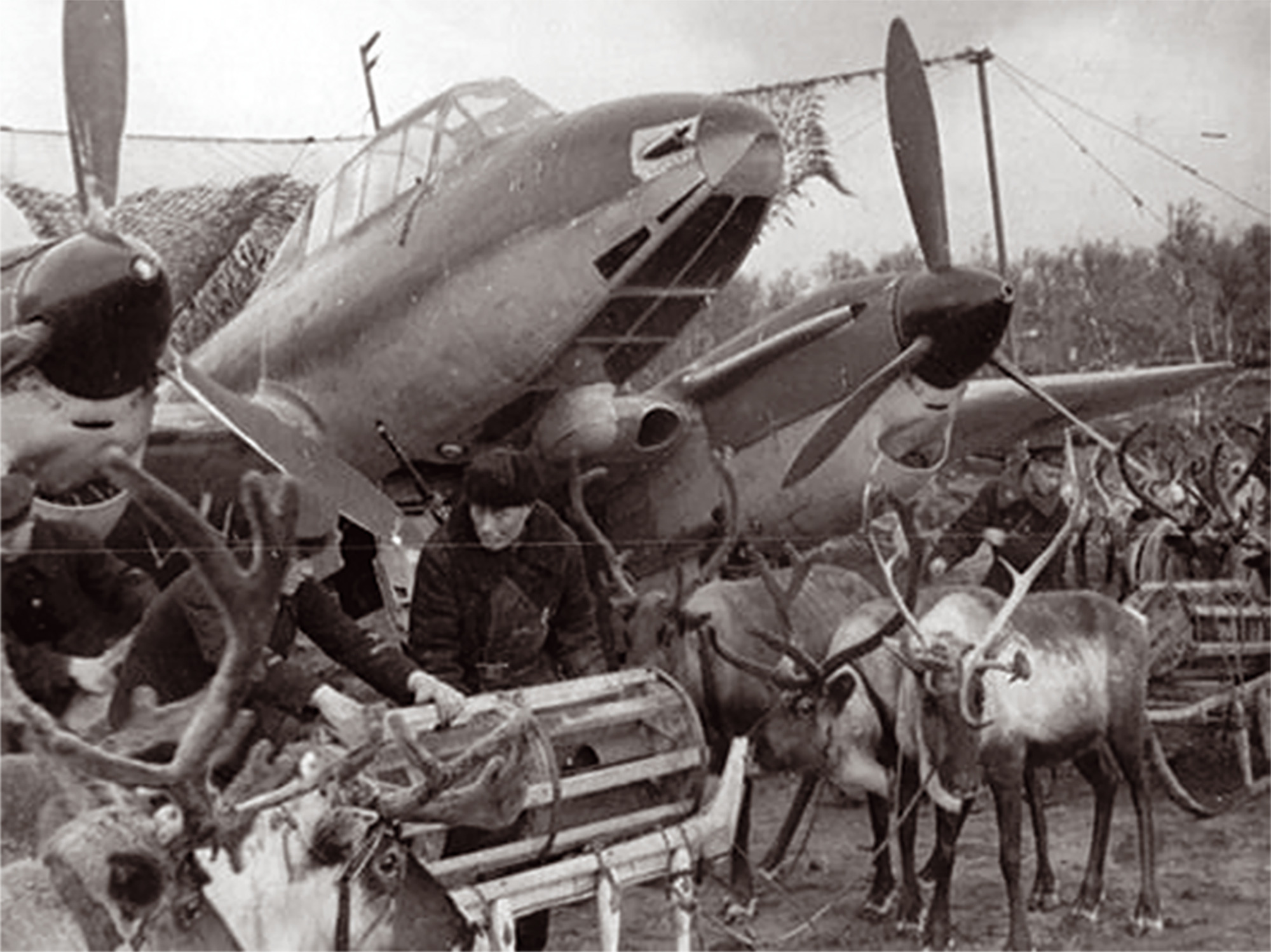 Мужчины оленеводы 1941 год какой фронт. Оленетранспортные батальоны в годы Великой Отечественной войны. Олени в годы войны 1941-1945. Оленно транспортные батальоны. Олени в годы Великой Отечественной войны.