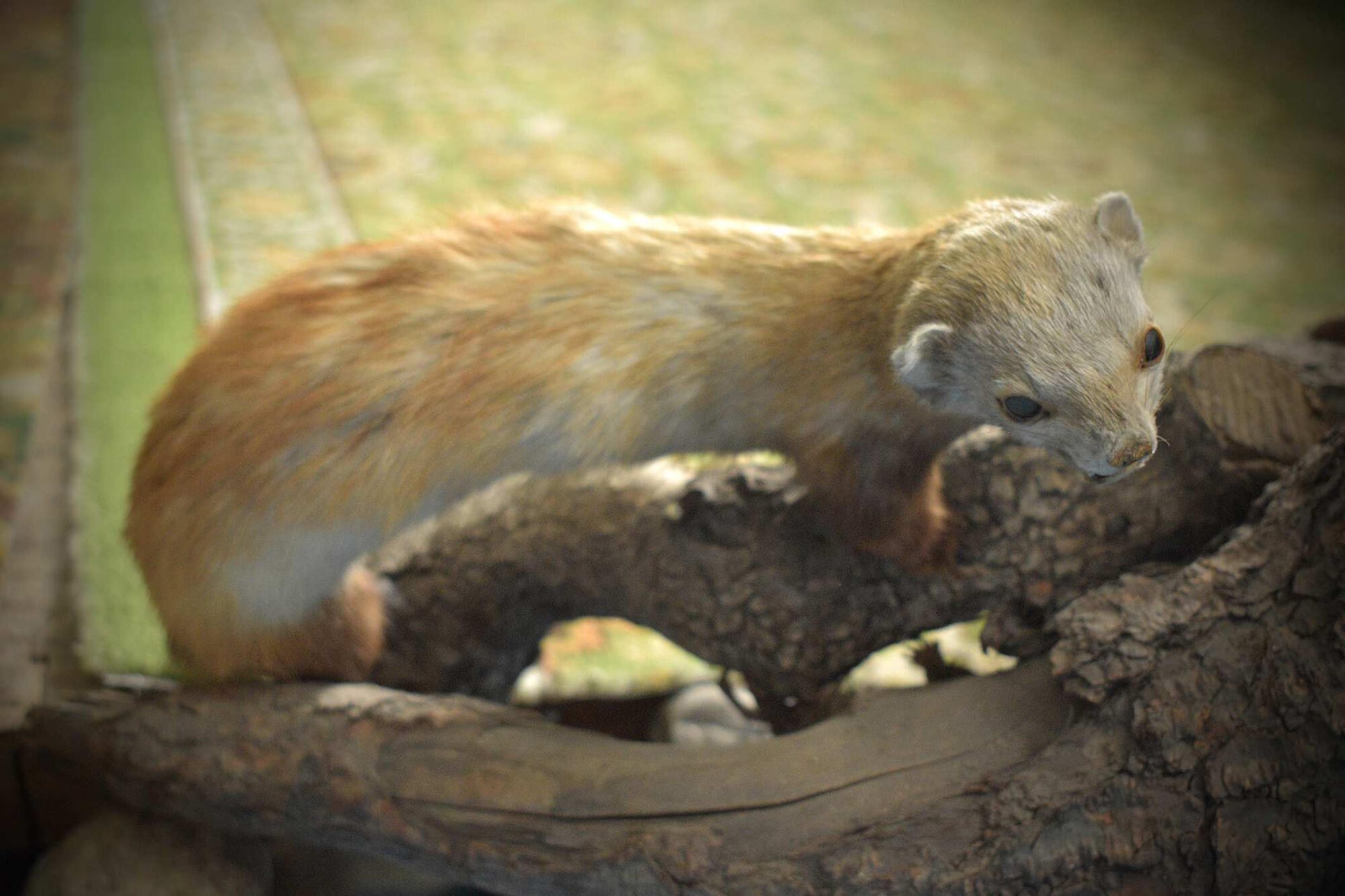 Степной хорёк (Mustela putorius). Подробное описание экспоната, аудиогид,  интересные факты. Официальный сайт Artefact