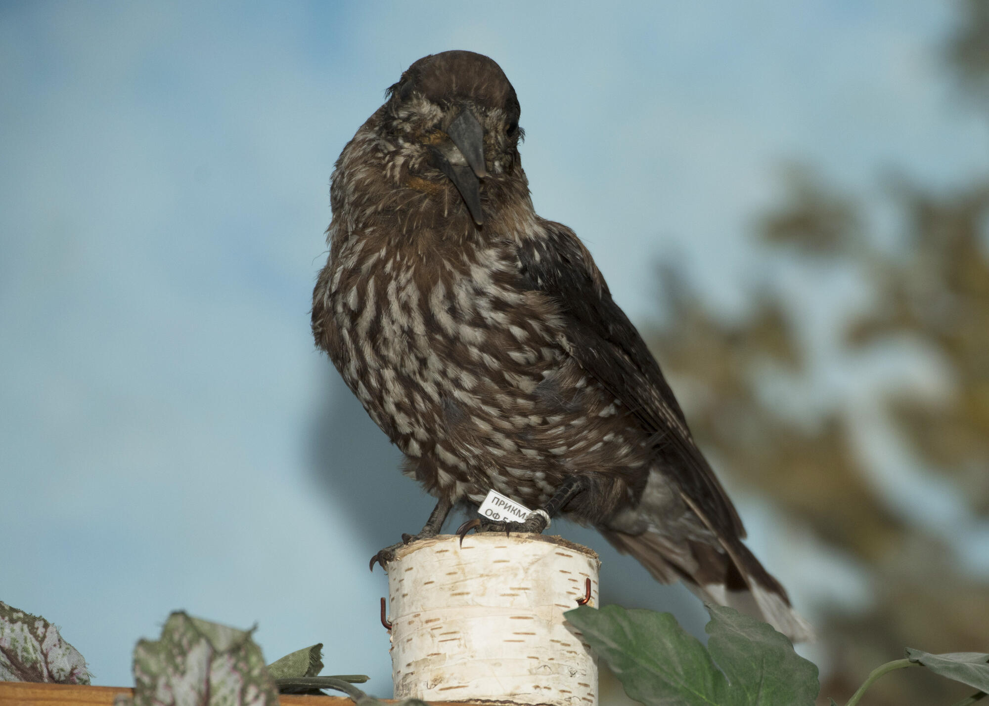 Певчий дрозд (Turdus philomelos). Подробное описание экспоната, аудиогид,  интересные факты. Официальный сайт Artefact