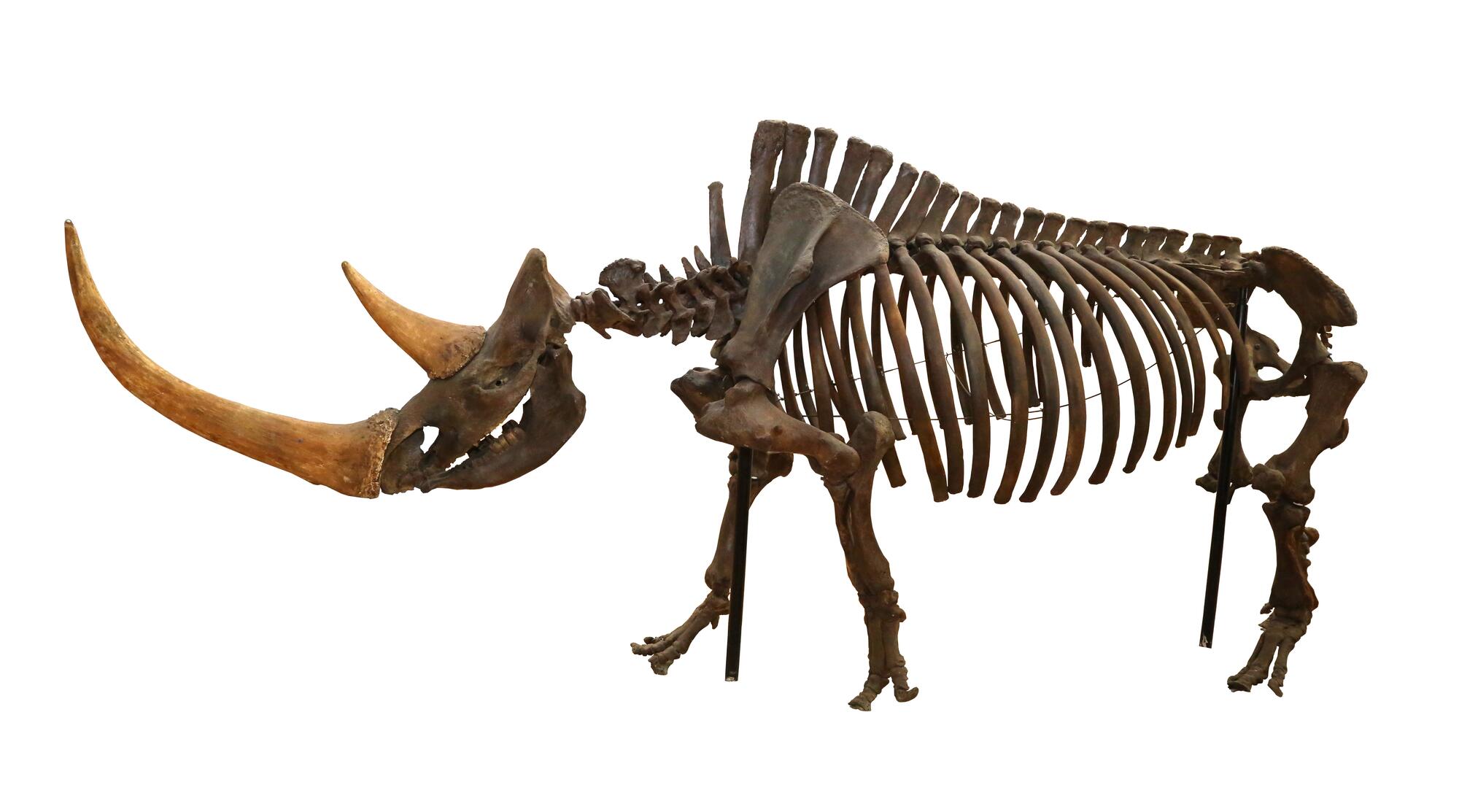 скелет носорога