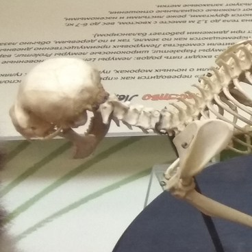 Скелет кошачьего лемура